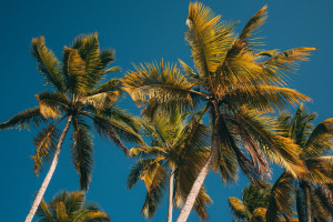 Investing in Cana Bay: A Dream Opportunity