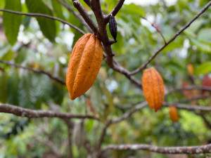 Dominican cocoa and coffee, where to taste them in Punta Cana
